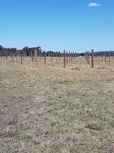 All the posts in, almost ready for vines